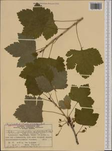 Ribes glabellum (Trautv. & C. A. Meyer) T. Hedl., Western Europe (EUR) (Norway)