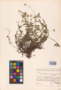 Helianthemum nummularium (L.) Mill., Eastern Europe, Belarus (E3a) (Belarus)