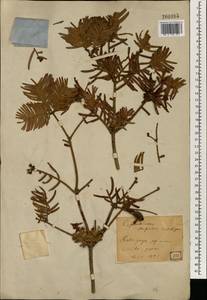 Cephalotaxus harringtonii (Knight ex J.Forbes) K.Koch, South Asia, South Asia (Asia outside ex-Soviet states and Mongolia) (ASIA) (Japan)