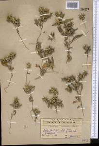 Cousinia prolifera Jaub. & Spach, Middle Asia, Pamir & Pamiro-Alai (M2)