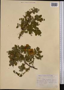 Rosa glabrifolia C. A. Mey. ex Rupr., Middle Asia, Caspian Ustyurt & Northern Aralia (M8) (Kazakhstan)