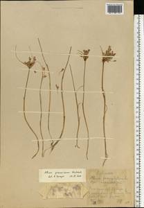 Allium praescissum Rchb., Eastern Europe, Middle Volga region (E8) (Russia)