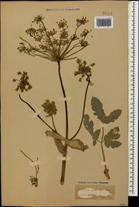 Heracleum pubescens (Hoffm.) M. Bieb., Caucasus (no precise locality) (K0)