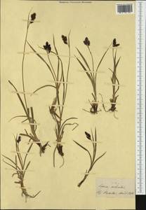 Carex atrata L., Western Europe (EUR) (Switzerland)