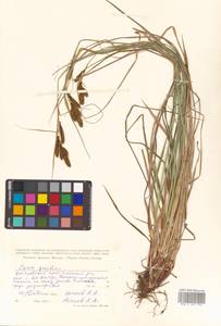 Carex gmelinii Hook. & Arn., Siberia, Russian Far East (S6) (Russia)