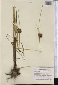 Bolboschoenus maritimus subsp. paludosus (A.Nelson) T.Koyama, America (AMER) (United States)