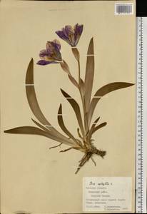 Iris aphylla L., Eastern Europe, Central region (E4) (Russia)