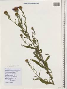 Centaurea jacea subsp. substituta (Czerep.) Mikheev, Caucasus, Black Sea Shore (from Novorossiysk to Adler) (K3) (Russia)