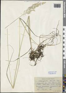 Calamagrostis obtusata Trin., Siberia, Baikal & Transbaikal region (S4) (Russia)