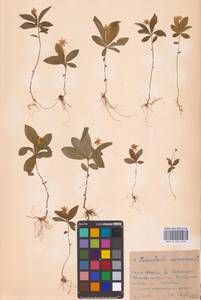 Lysimachia europaea (L.) U.Manns & Anderb., Eastern Europe, Moscow region (E4a) (Russia)