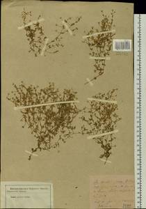 Mesostemma dichotomum (L.) Arabi, Rabeler & Zarre, Siberia, Baikal & Transbaikal region (S4) (Russia)