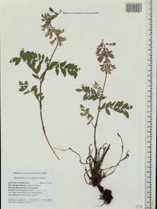 Hedysarum hedysaroides subsp. arcticum (B.Fedtsch.)P.W.Ball, Eastern Europe, Northern region (E1) (Russia)