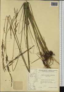 Molinia caerulea (L.) Moench, Western Europe (EUR) (Denmark)