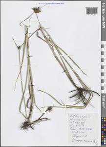 Bolboschoenus planiculmis (F.Schmidt) T.V.Egorova, Crimea (KRYM) (Russia)