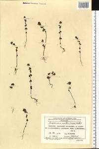 Euphrasia mollis (Ledeb.) Wettst., Siberia, Chukotka & Kamchatka (S7) (Russia)