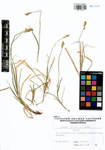 Carex iljinii V.I.Krecz., Siberia, Baikal & Transbaikal region (S4) (Russia)