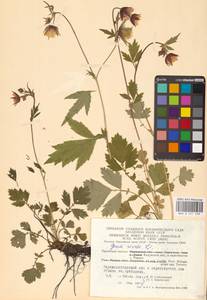 Geum rivale L., Eastern Europe, Central region (E4) (Russia)