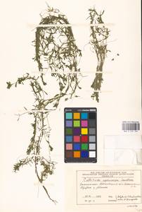 Callitriche cophocarpa Sendtn., Eastern Europe, Moscow region (E4a) (Russia)
