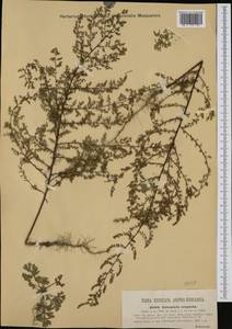 Artemisia scoparia Waldst. & Kit., Western Europe (EUR) (Austria)