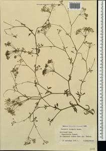 Falcaria vulgaris Bernh., Crimea (KRYM) (Russia)