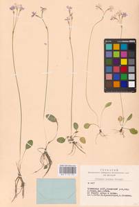 Primula nutans Georgi, Siberia, Altai & Sayany Mountains (S2) (Russia)