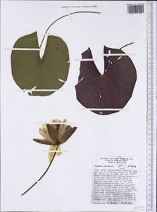 Nymphaea odorata Sol. ex Aiton, America (AMER) (United States)