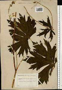 Aconitum lycoctonum subsp. lasiostomum (Rchb.) Warncke, Eastern Europe, Central forest-and-steppe region (E6) (Russia)