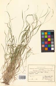 Brachypodium sylvaticum (Huds.) P.Beauv., Siberia, Russian Far East (S6) (Russia)