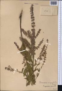 Salvia karelinii J.B.Walker, Middle Asia, Western Tian Shan & Karatau (M3)