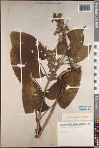 Salvia glutinosa L., Caucasus (no precise locality) (K0) (Not classified)