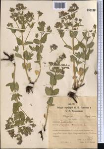 Nepeta ucranica L., Middle Asia, Northern & Central Kazakhstan (M10) (Kazakhstan)