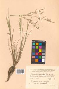 Puccinellia tenuissima (Litv. ex V.I.Krecz.) Pavlov, Siberia, Russian Far East (S6) (Russia)