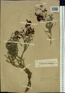 Eversmannia subspinosa (DC.)B.Fedtsch., Siberia, Western (Kazakhstan) Altai Mountains (S2a) (Kazakhstan)
