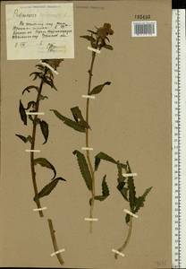 Pedicularis resupinata L., Eastern Europe, Eastern region (E10) (Russia)