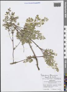 Thalictrum minus subsp. minus, Eastern Europe, Middle Volga region (E8) (Russia)