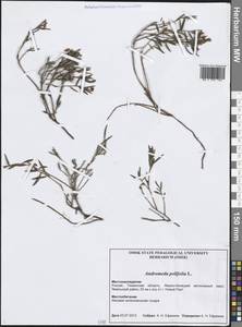 Andromeda polifolia L., Siberia, Western Siberia (S1) (Russia)