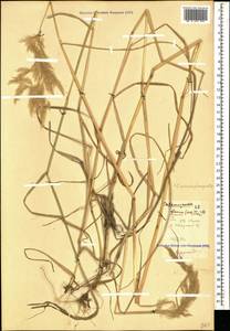 Calamagrostis pseudophragmites (Haller f.) Koeler, Caucasus, Stavropol Krai, Karachay-Cherkessia & Kabardino-Balkaria (K1b) (Russia)