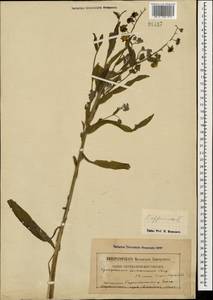 Cynoglossum officinale L., Caucasus, Armenia (K5) (Armenia)