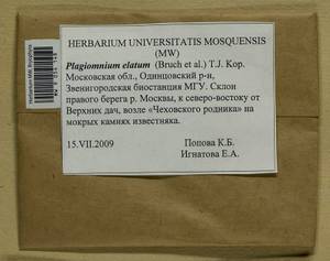 Plagiomnium elatum (Bruch & Schimp.) T.J. Kop., Bryophytes, Bryophytes - Moscow City & Moscow Oblast (B6a) (Russia)