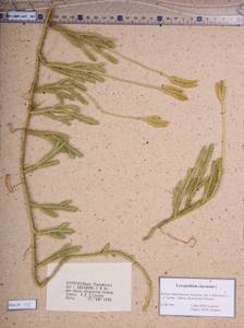 Lycopodium clavatum L., Siberia, Baikal & Transbaikal region (S4) (Russia)