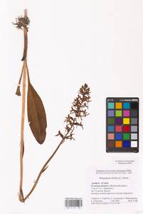 Platanthera bifolia (L.) Rich., Eastern Europe, Central region (E4) (Russia)