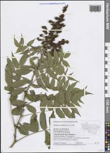 Sorbaria sorbifolia (L.) A. Braun, Eastern Europe, Central region (E4) (Russia)