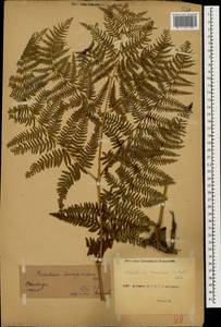 Pteridium aquilinum subsp. aquilinum, Caucasus, Abkhazia (K4a) (Abkhazia)