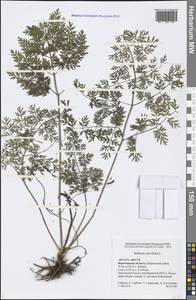 Selinum carvifolia (L.) L., Eastern Europe, Central forest-and-steppe region (E6) (Russia)