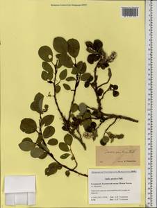 Salix arctica Pall., Eastern Europe, Northern region (E1) (Russia)