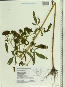 Bidens radiata Thuill., Eastern Europe, Central region (E4) (Russia)