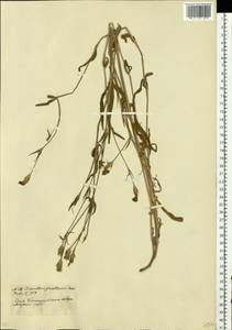 Dianthus pratensis M. Bieb., Eastern Europe, South Ukrainian region (E12) (Ukraine)