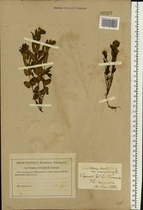 Scutellaria hastifolia L., Eastern Europe, Lower Volga region (E9) (Russia)