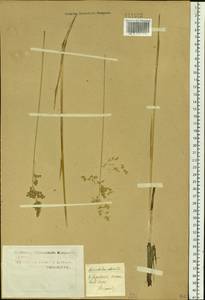 Anthoxanthum nitens (Weber) Y.Schouten & Veldkamp, Siberia, Western Siberia (S1) (Russia)