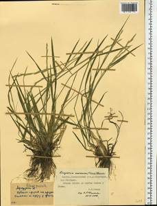 Elymus macrourus (Turcz. ex Steud.) Tzvelev, Siberia, Yakutia (S5) (Russia)